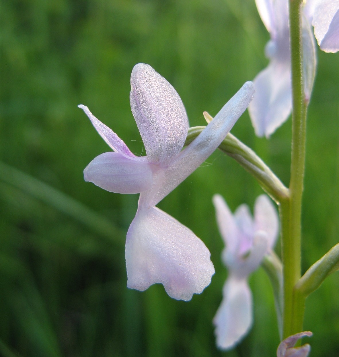 apocromia di O. laxiflora